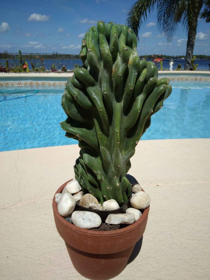 Monstrose Peruvian Apple Cactus