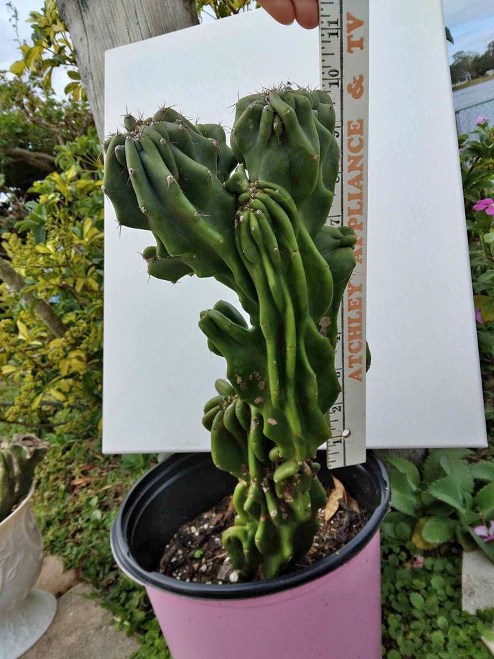 Monstrose Cactus Cutting