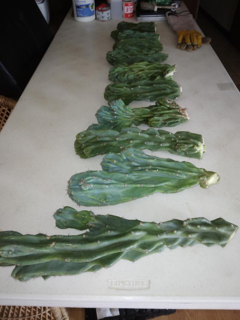 Bulk MonstrosePeruvian Apple Cactus