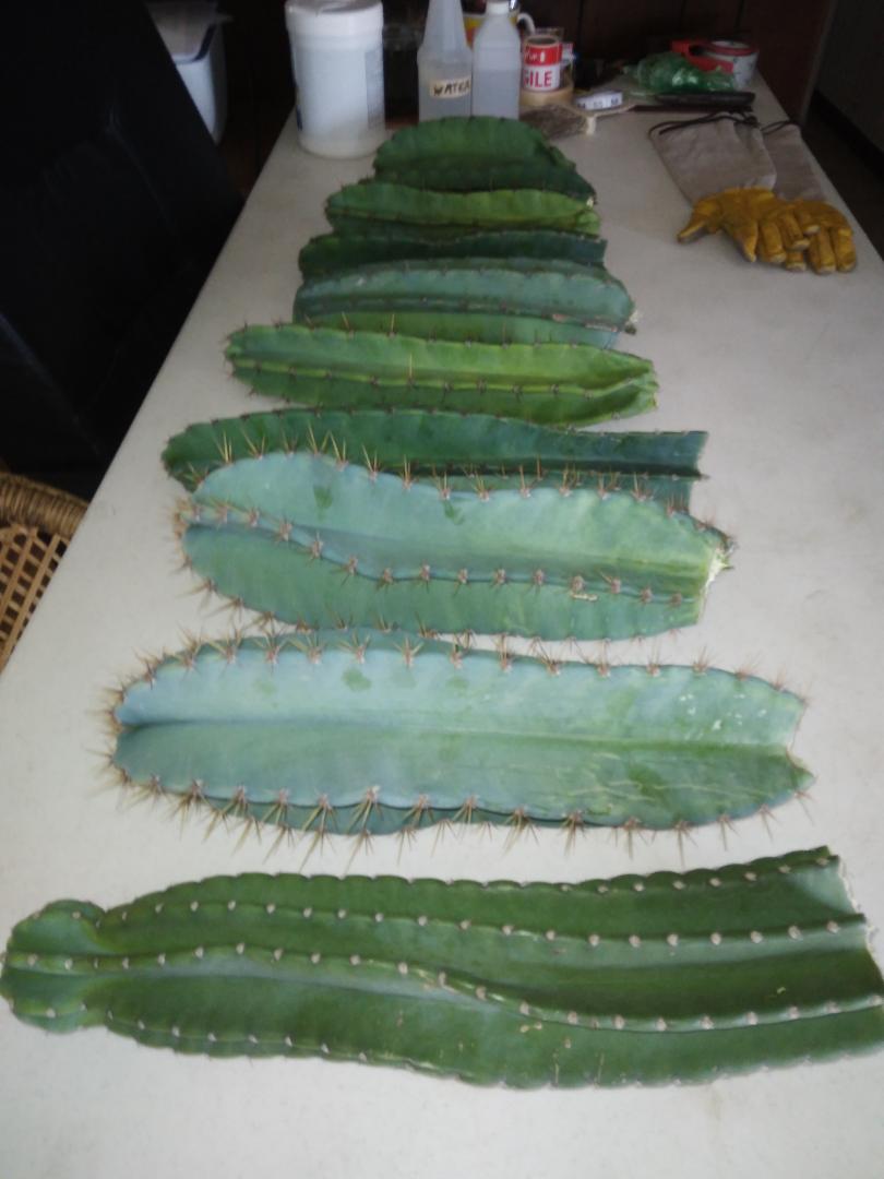 Bulk Peruvian Apple Cactus