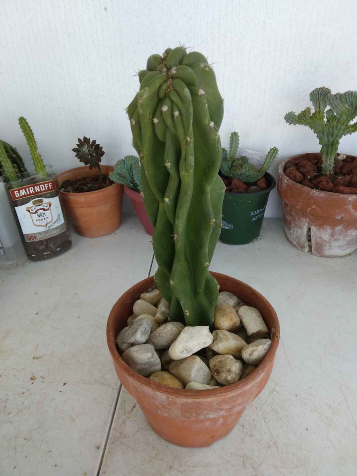 Monstrose Peruvian Apple Cactus