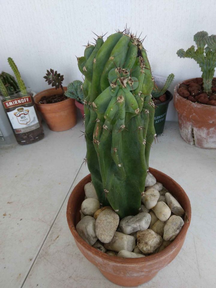 Monstrose Peruvian Apple Cactus