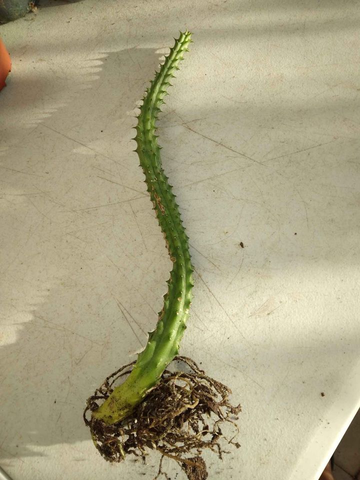 Potted Dragon Flower