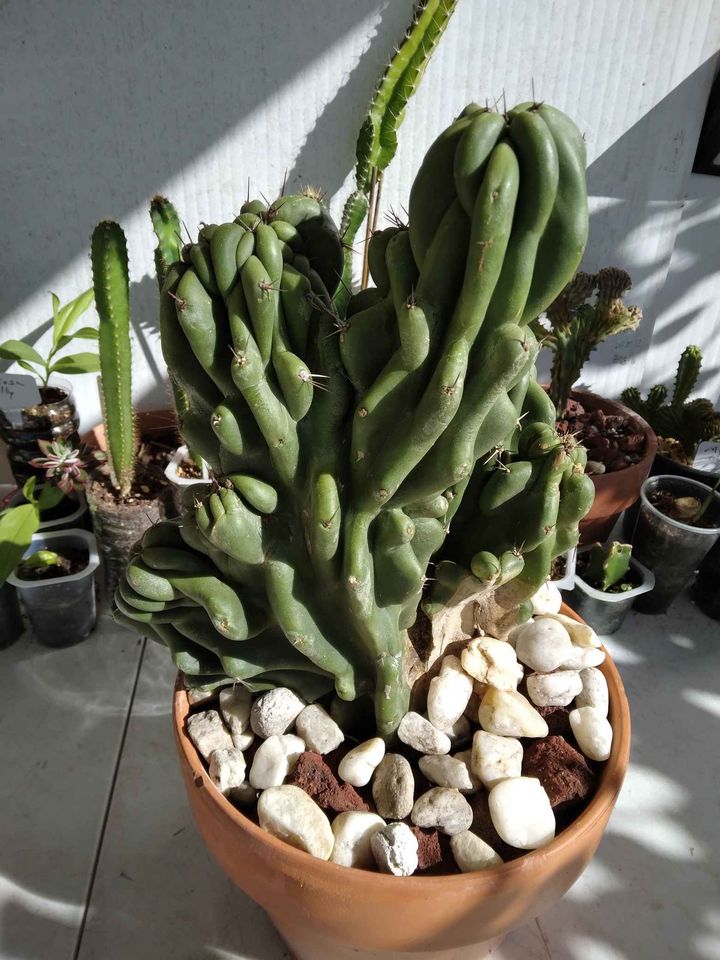 Monstrose Apple Cactus
