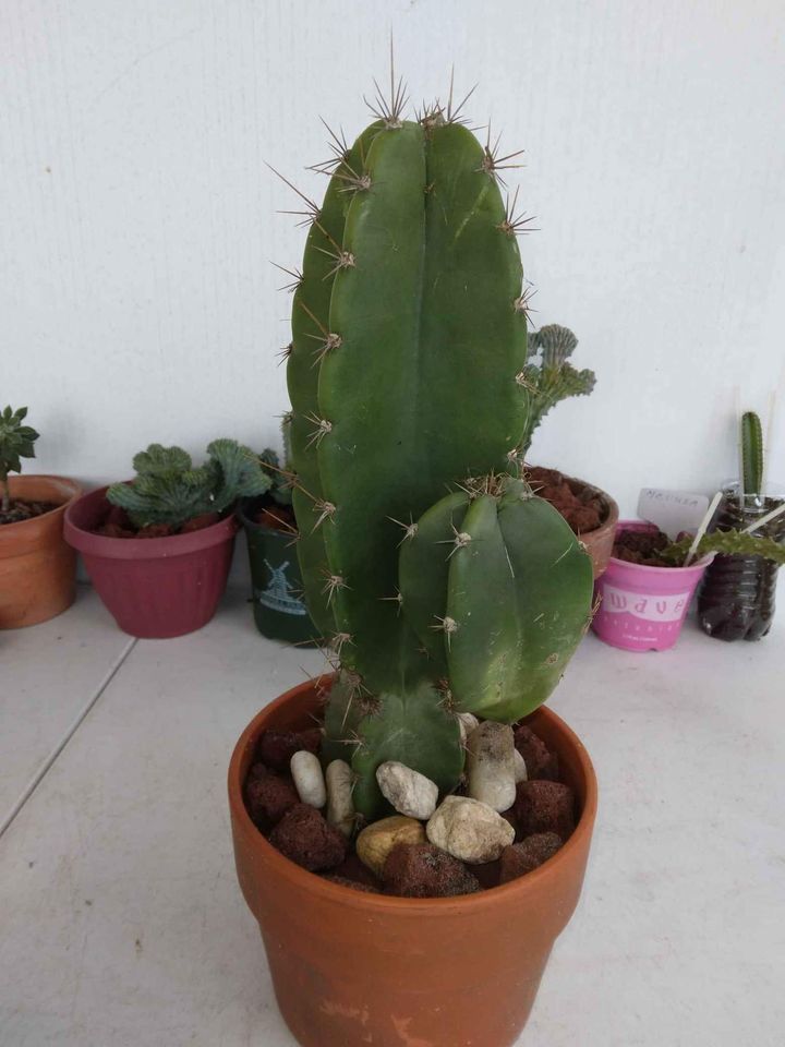 Peruvian Apple Cactus