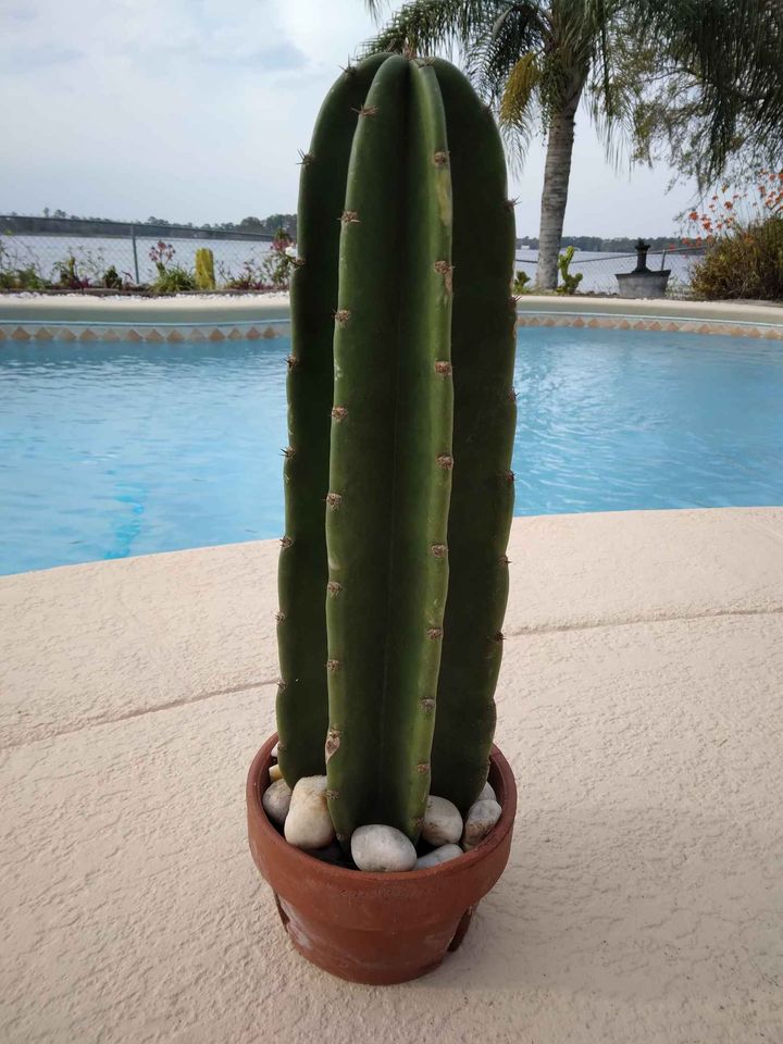 Peruvian Cactus Cutting