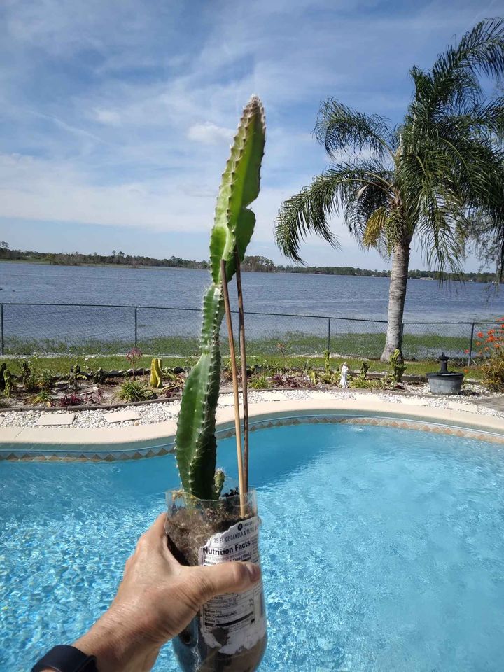 Dragon Fruit