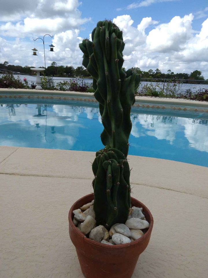 Monstrose Peruvian Apple Cactus