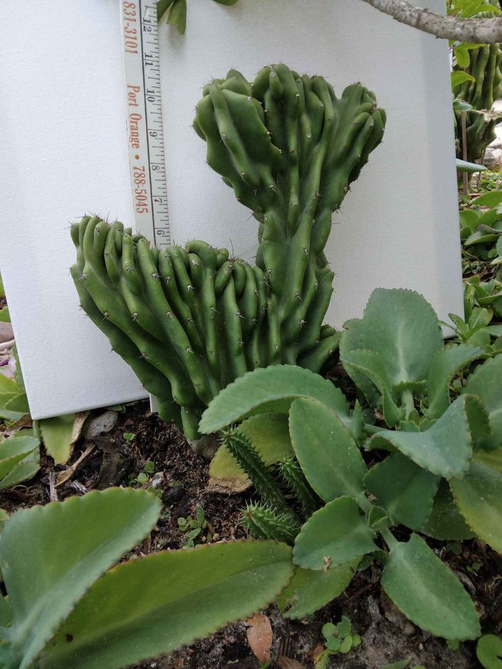 Monstrose Cactus Rooted