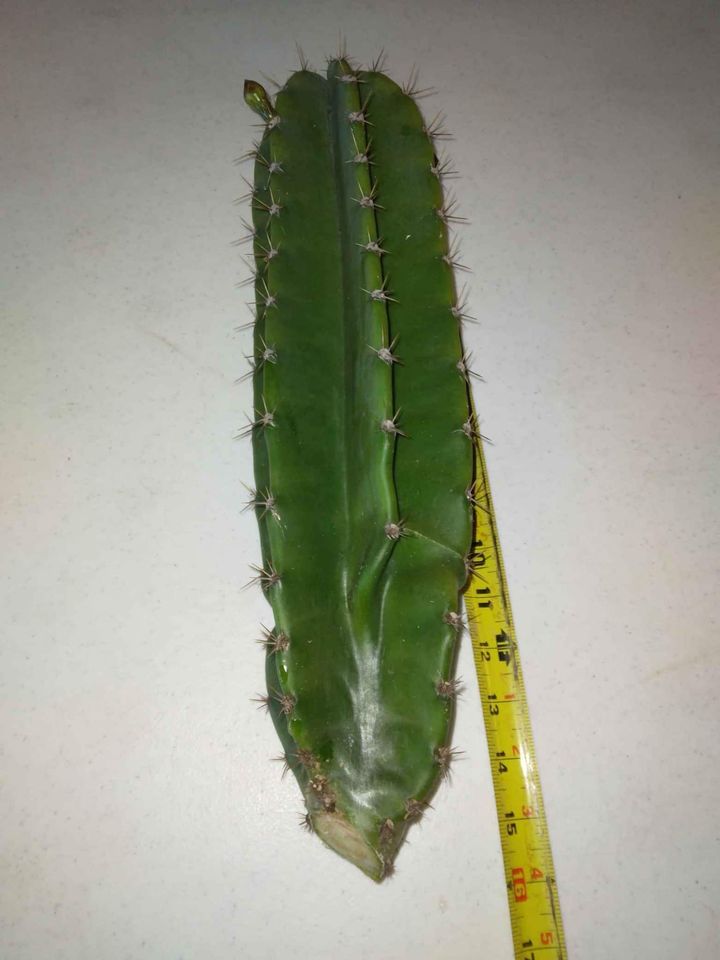 Peruvian Cactus