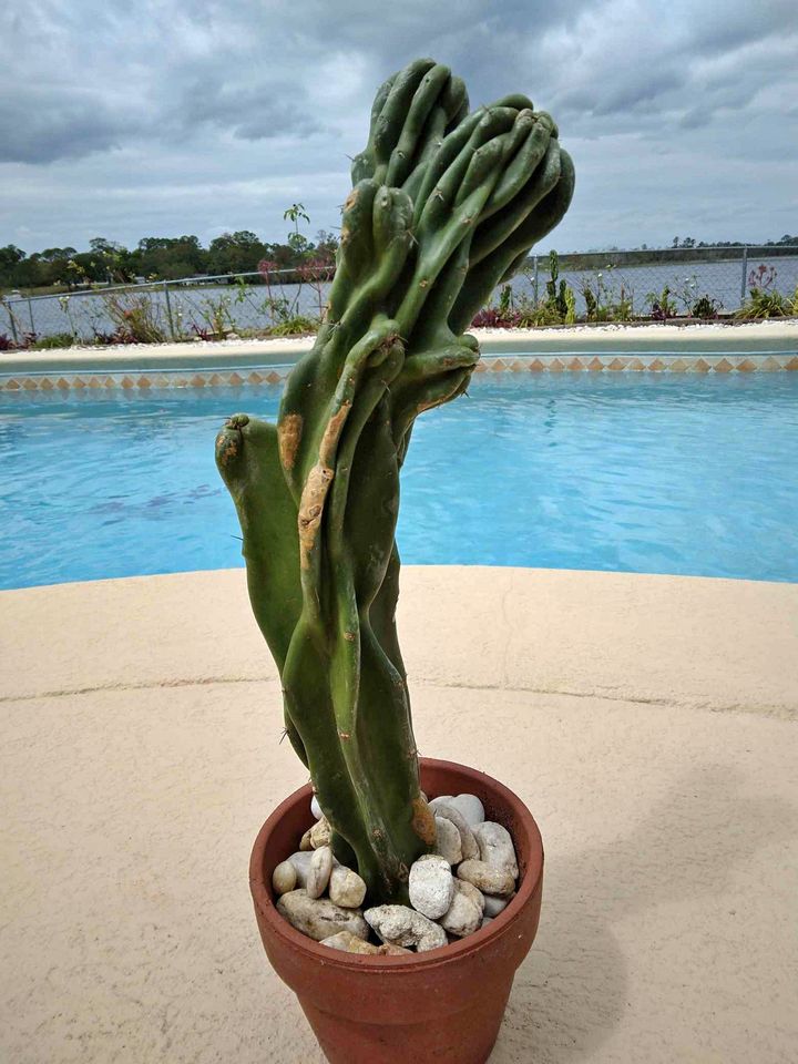 Monstrose Peruvian Apple Cactus