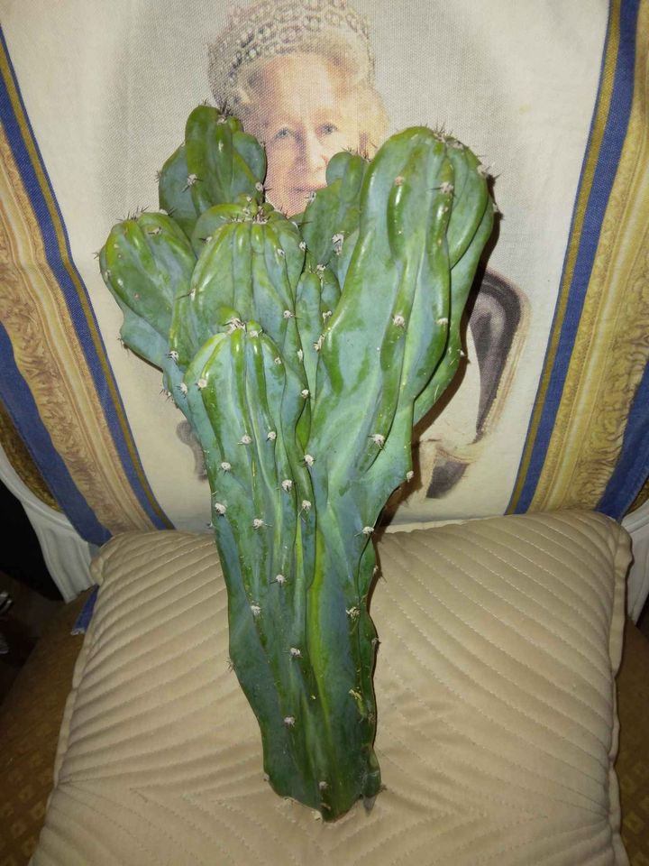 Monstrose Peruvian Apple Cactus