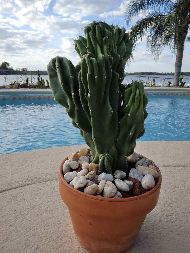 Monstrose Apple Cactus