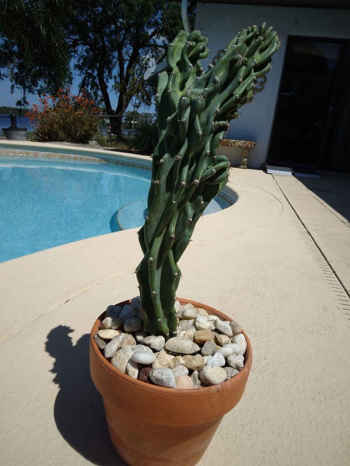 Monstrose Peruvian Apple Cactus