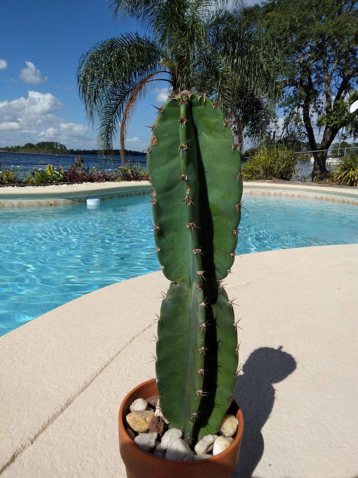 Peruvian Apple Cactus