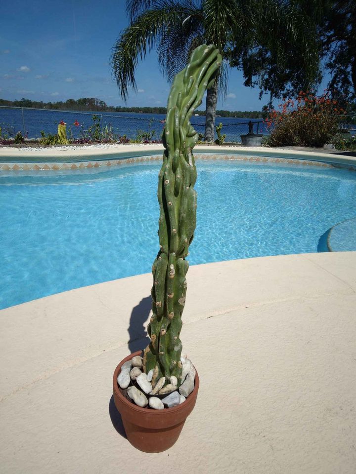 Monstrose Peruvian Apple Cactus