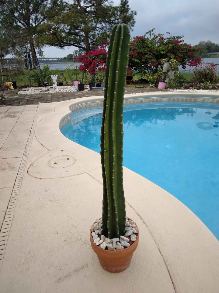 Peruvian Cactus Cutting