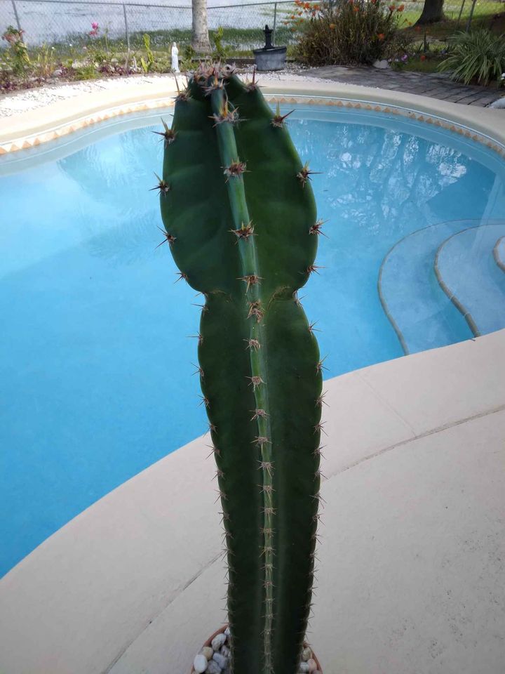 Tall Peruvian Apple Cactus