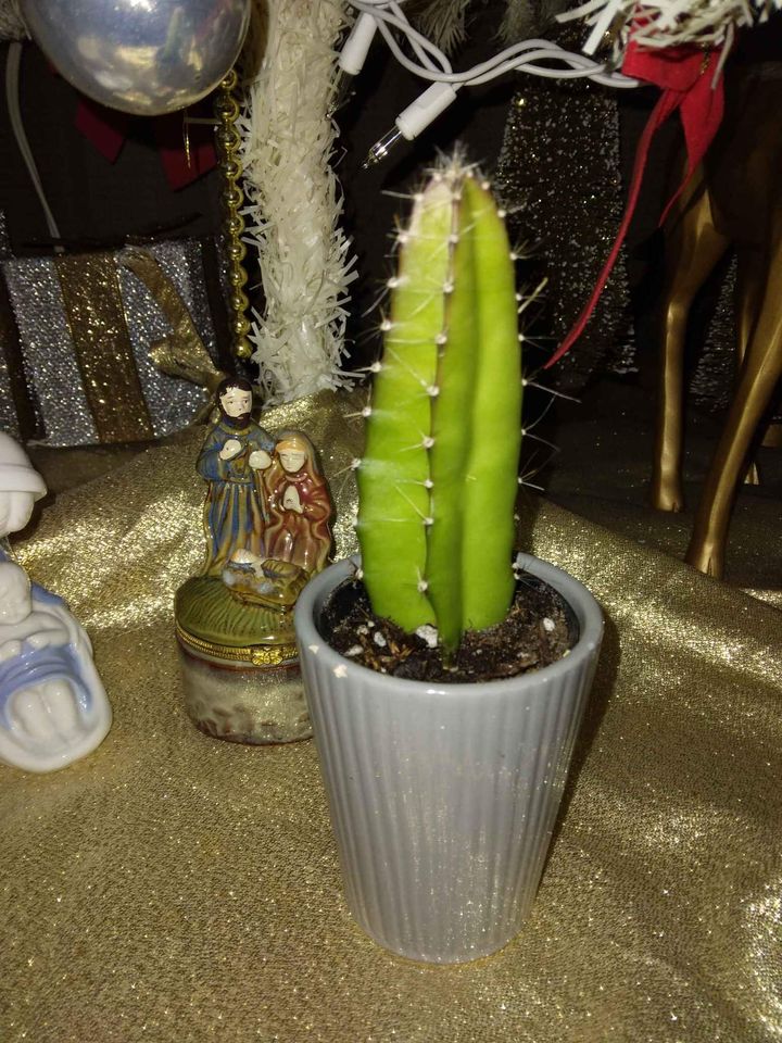 Miniature Dragon Fruit Cactus