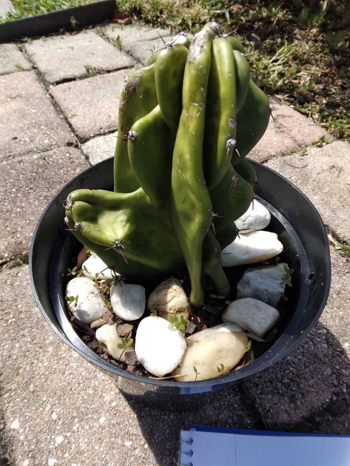 Monstrose Cactus Cutting