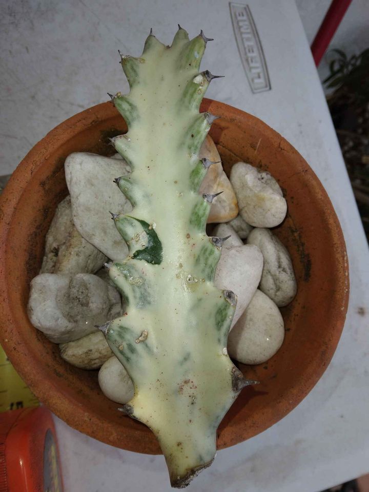 White Ghost Cactus Cutting