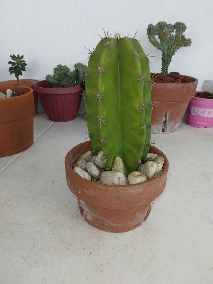 Peruvian Apple Cactus