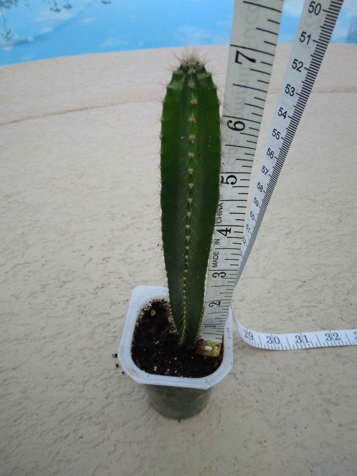 Miniature Peruvian Apple Cactus