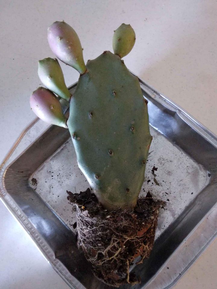 Prickly Pear Cactus Plant