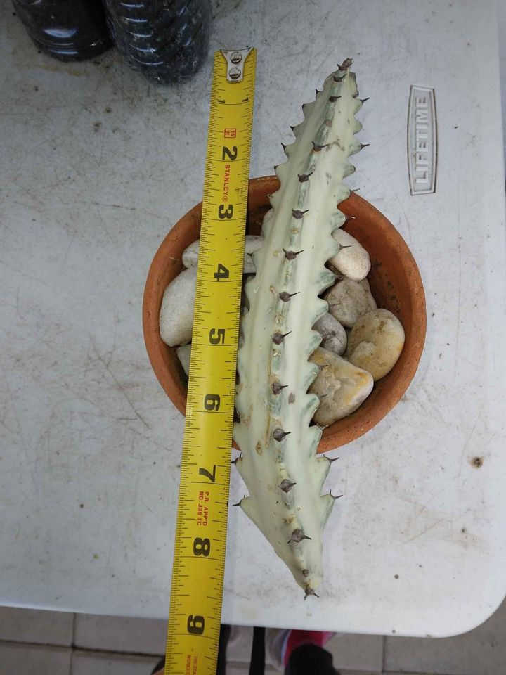 White Ghost Cactus Cutting