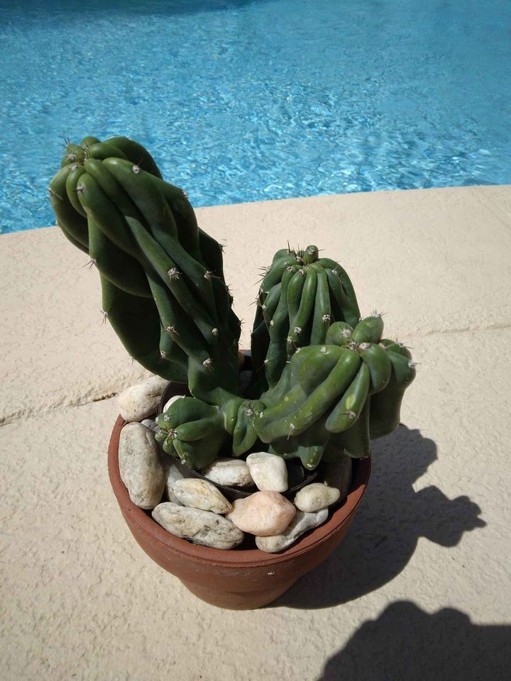 Monstrose Peruvian Apple Cactus