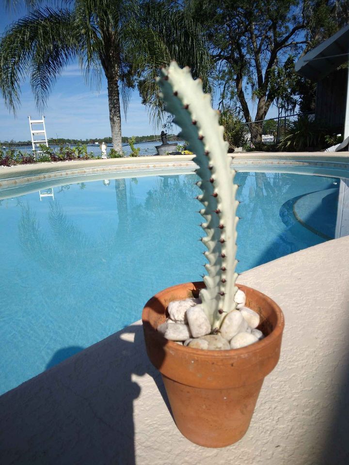 White Ghost Cactus Cutting