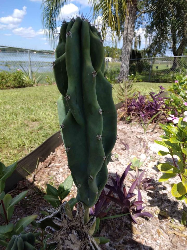 Monstrose Cactus Rooted