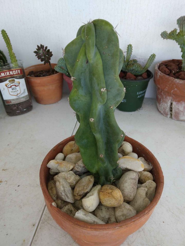 Monstrose Peruvian Apple Cactus