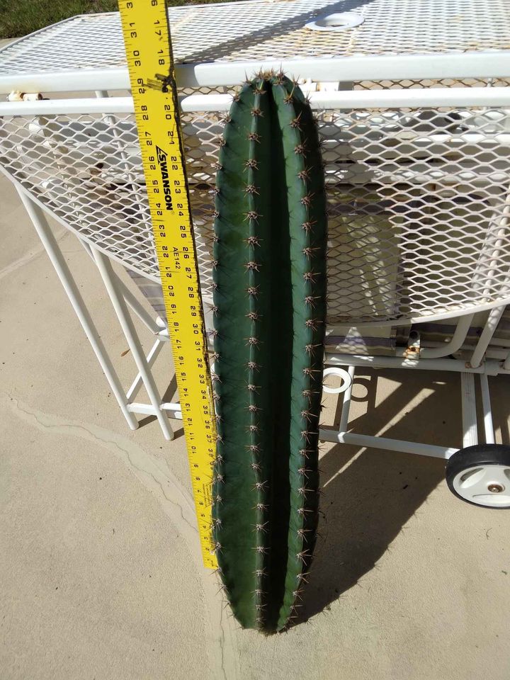 Peruvian Apple Cactus