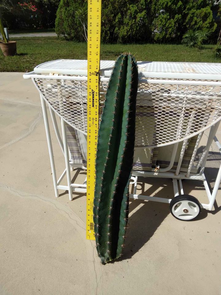 Peruvian Apple Cactus