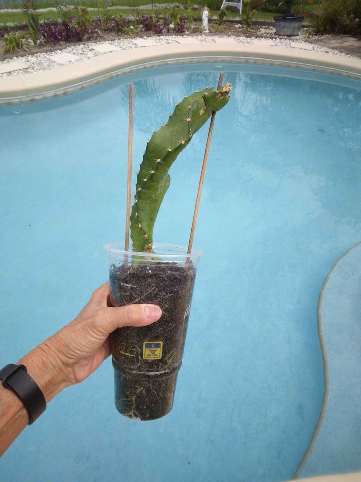 Climbing Cactus