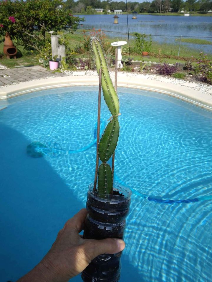 Climbing Cactus