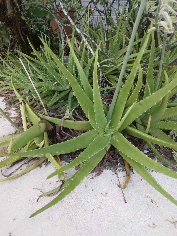 Aloe Sprigs or Cuttings