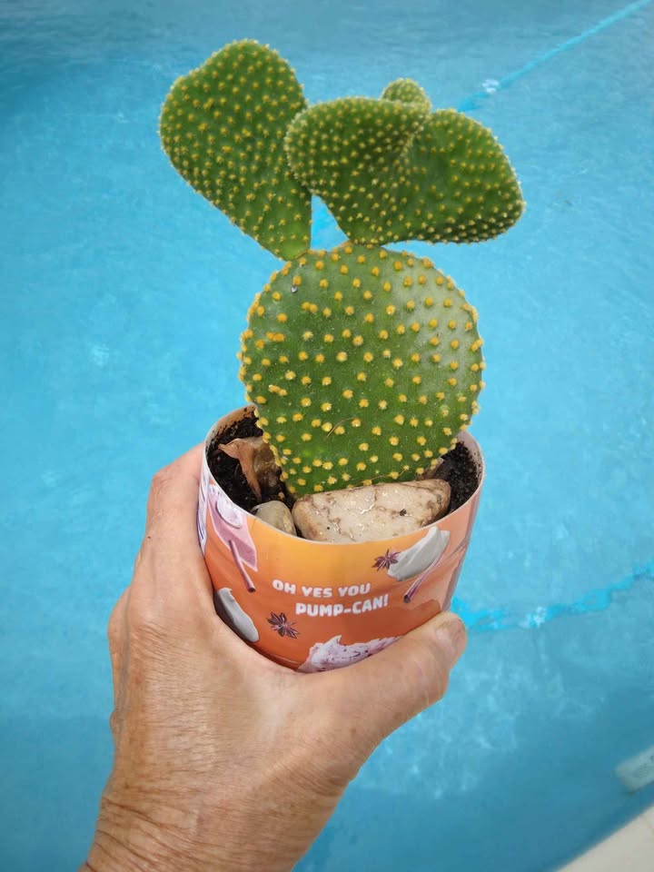Angels Wings Cactus