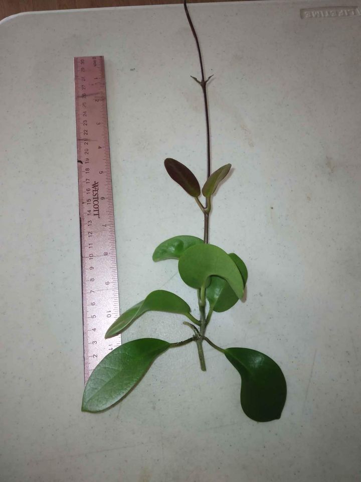 Australis Hoya Cutting