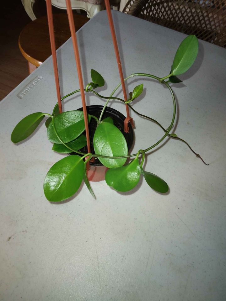Australis Hoya Cutting