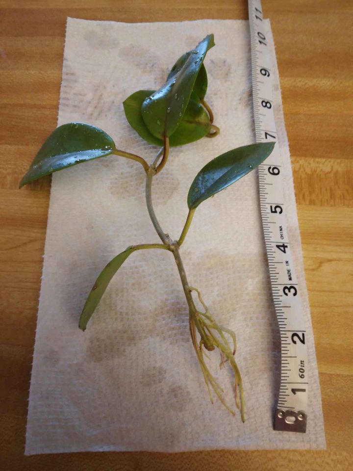 Australis Hoya Plant