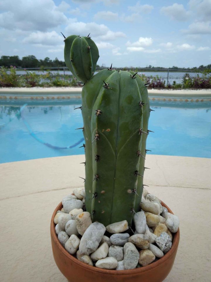 Bilberry Cactus