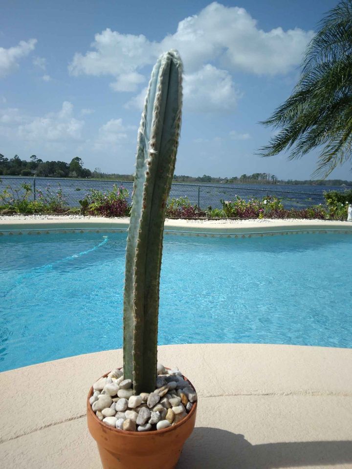 Blue Torch Cactus