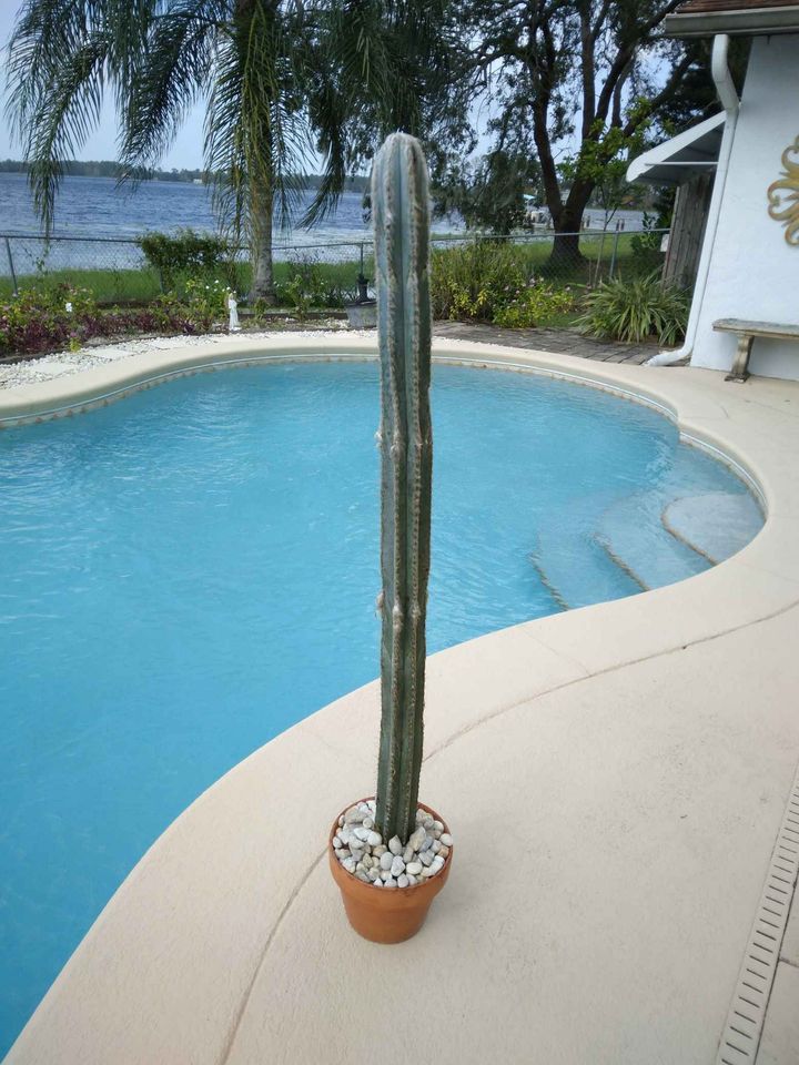 Blue Torch Cactus