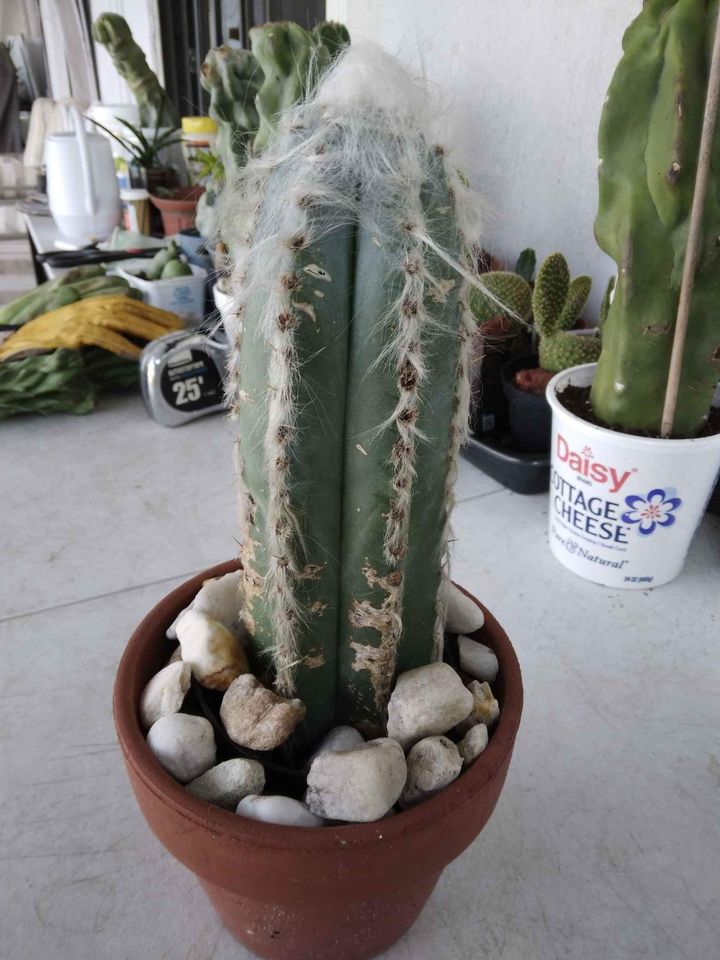 Pilocereus Azureus