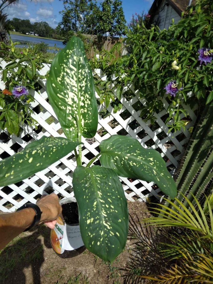 Dieffenbachia