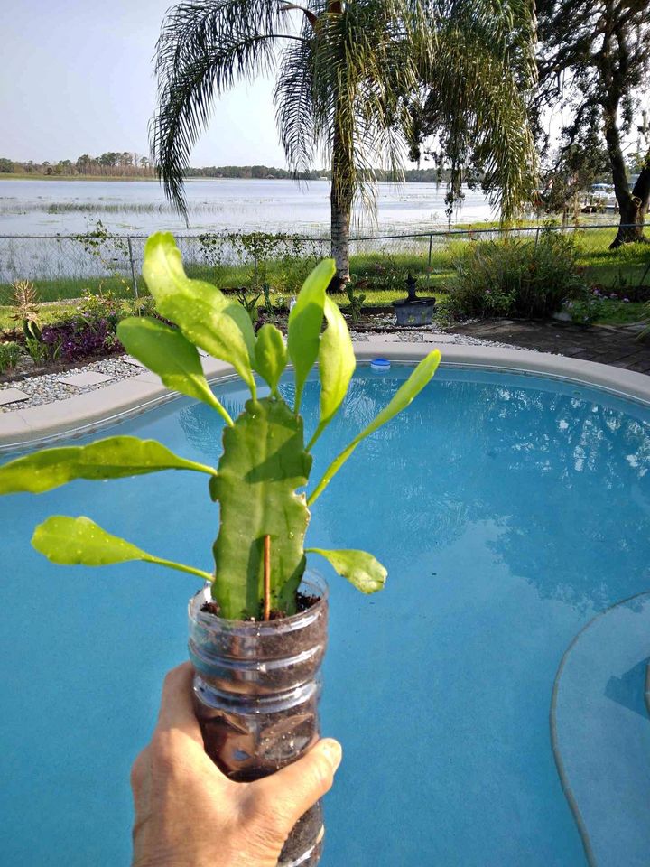 Epiphyllum Orchid Cactus