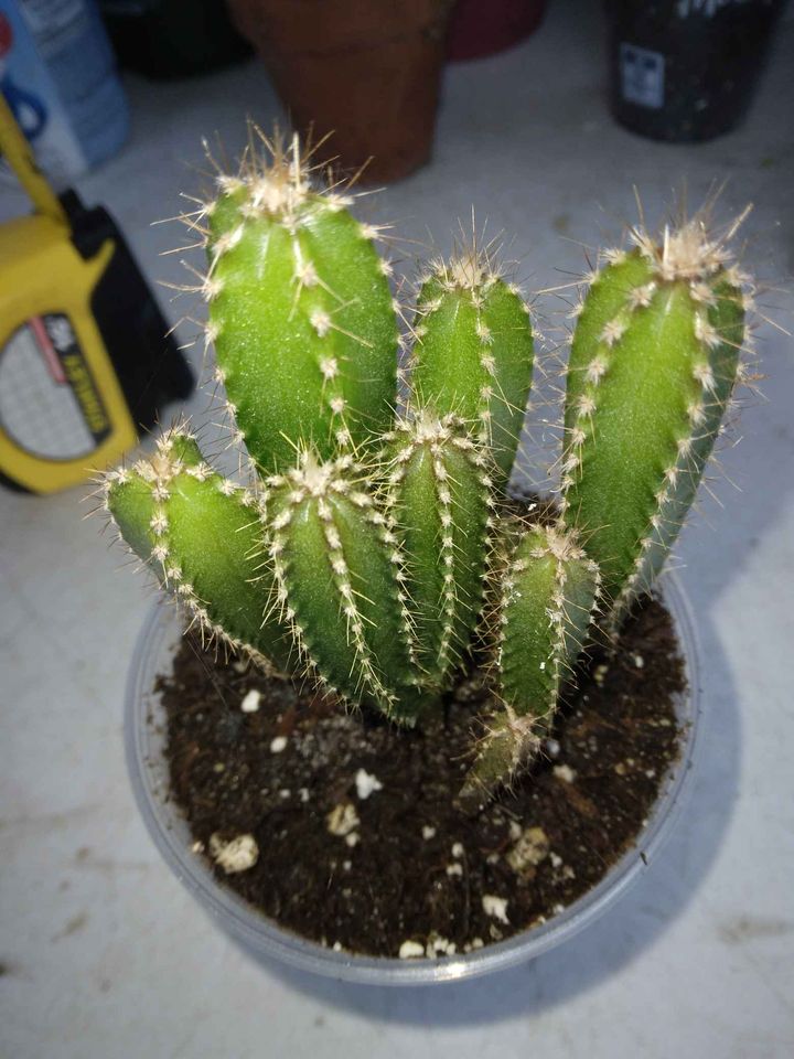 Fairy Castle Cactus