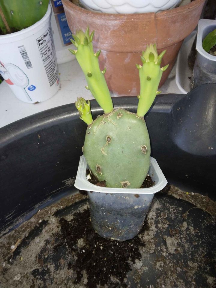 Prickly Pear Cactus Pads